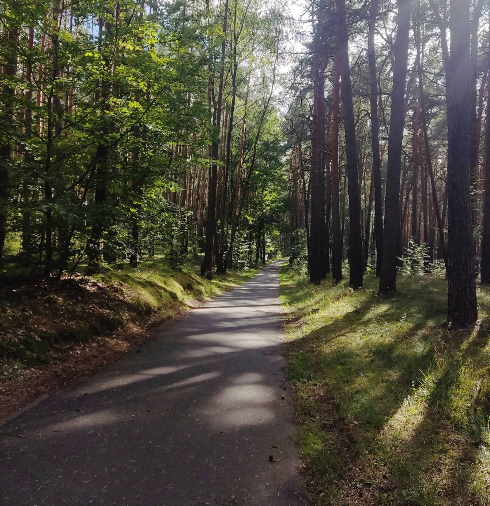 Forest road on the Berlin-Usedom Bike Route