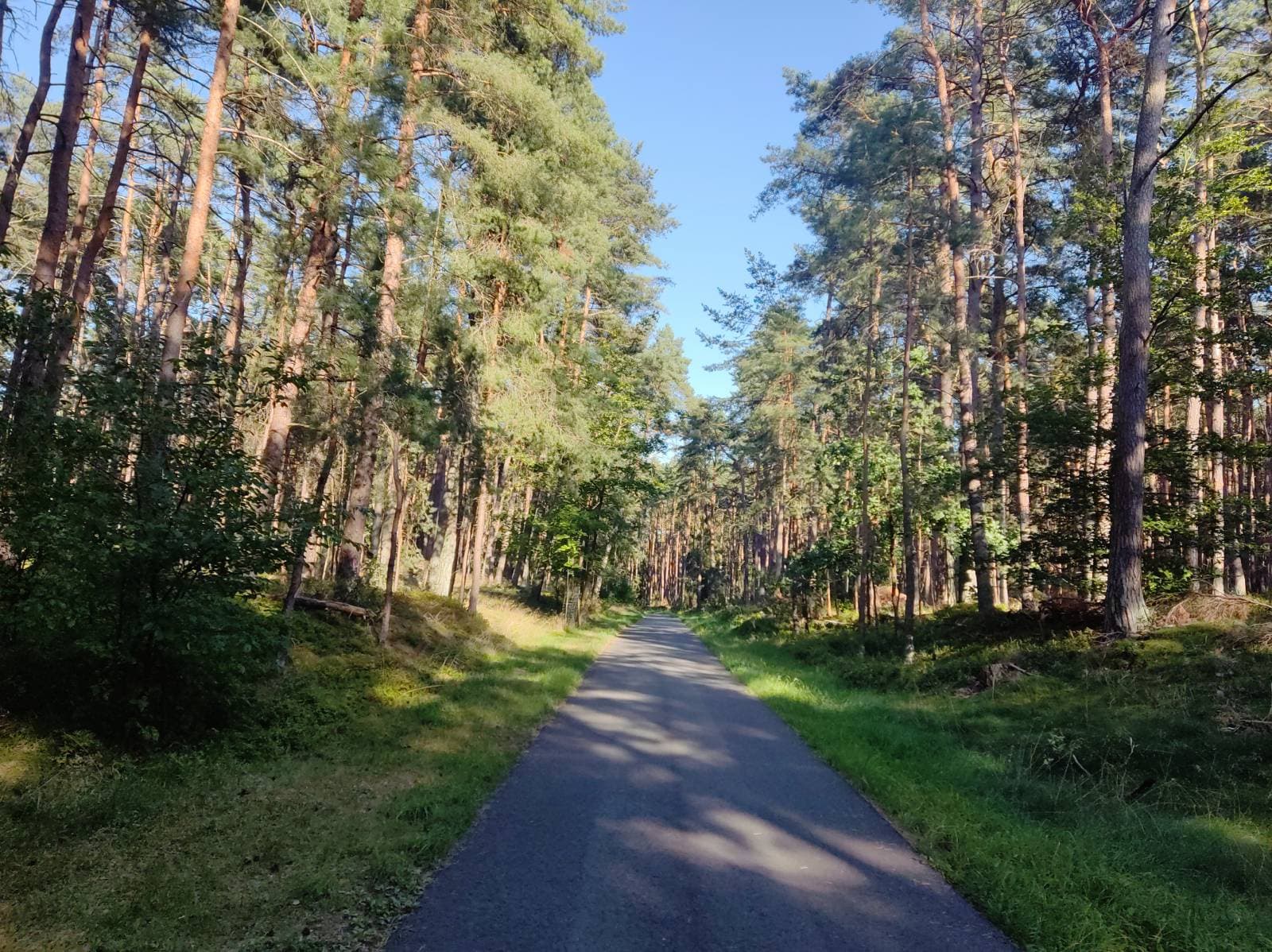 Forest road on the Berlin-Usedom Bike Route